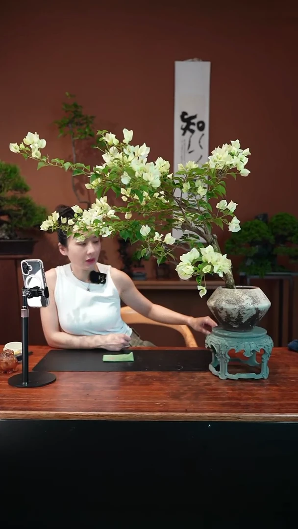 无花朵三角梅盆景盆景盆景