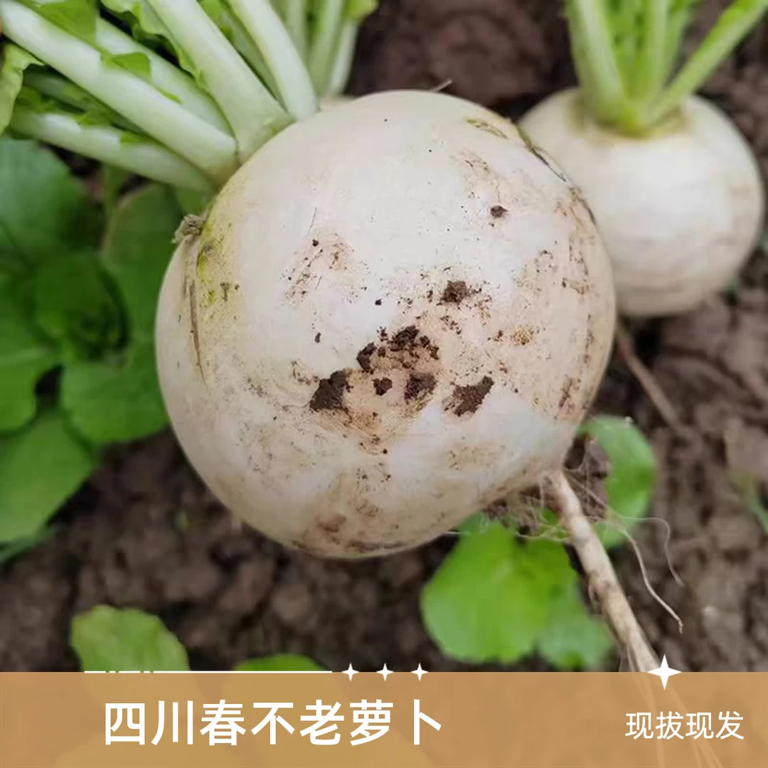 四川高山春不老萝卜圆根白萝卜农户露天种植新鲜先拔现发