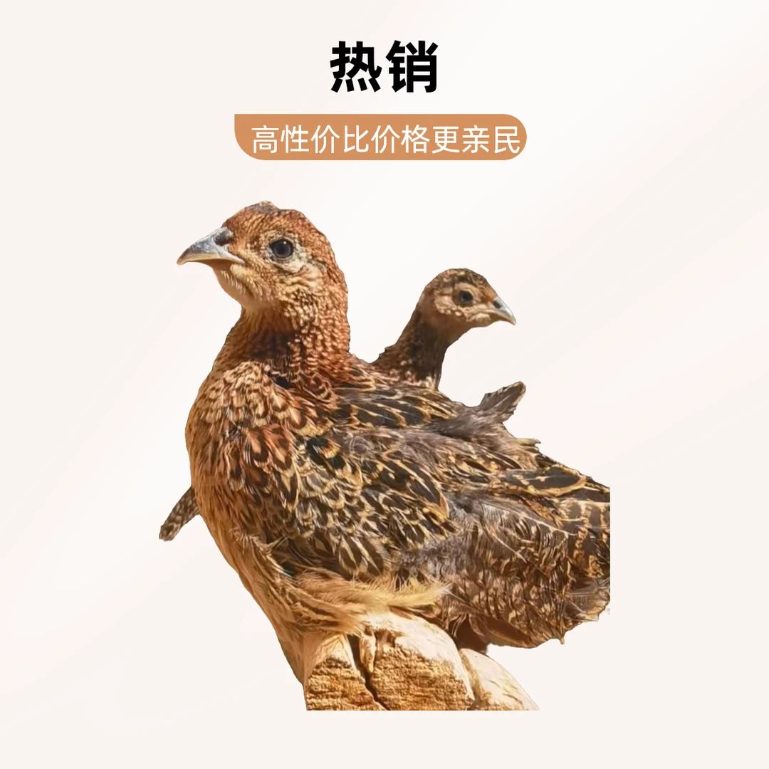 七彩山鸡野山鸡脱温鸡2个月公鸡