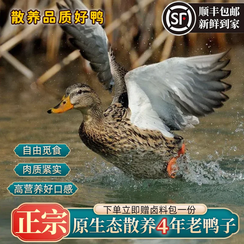 【真老鸭】土鸭整只农家散养新鲜宰杀鸭子煲汤营养净重5.5-6斤顺丰