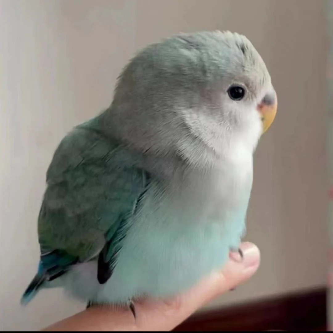 手养半毛牡丹鹦鹉活体幼鸟亲人活泼可爱适合当宠物