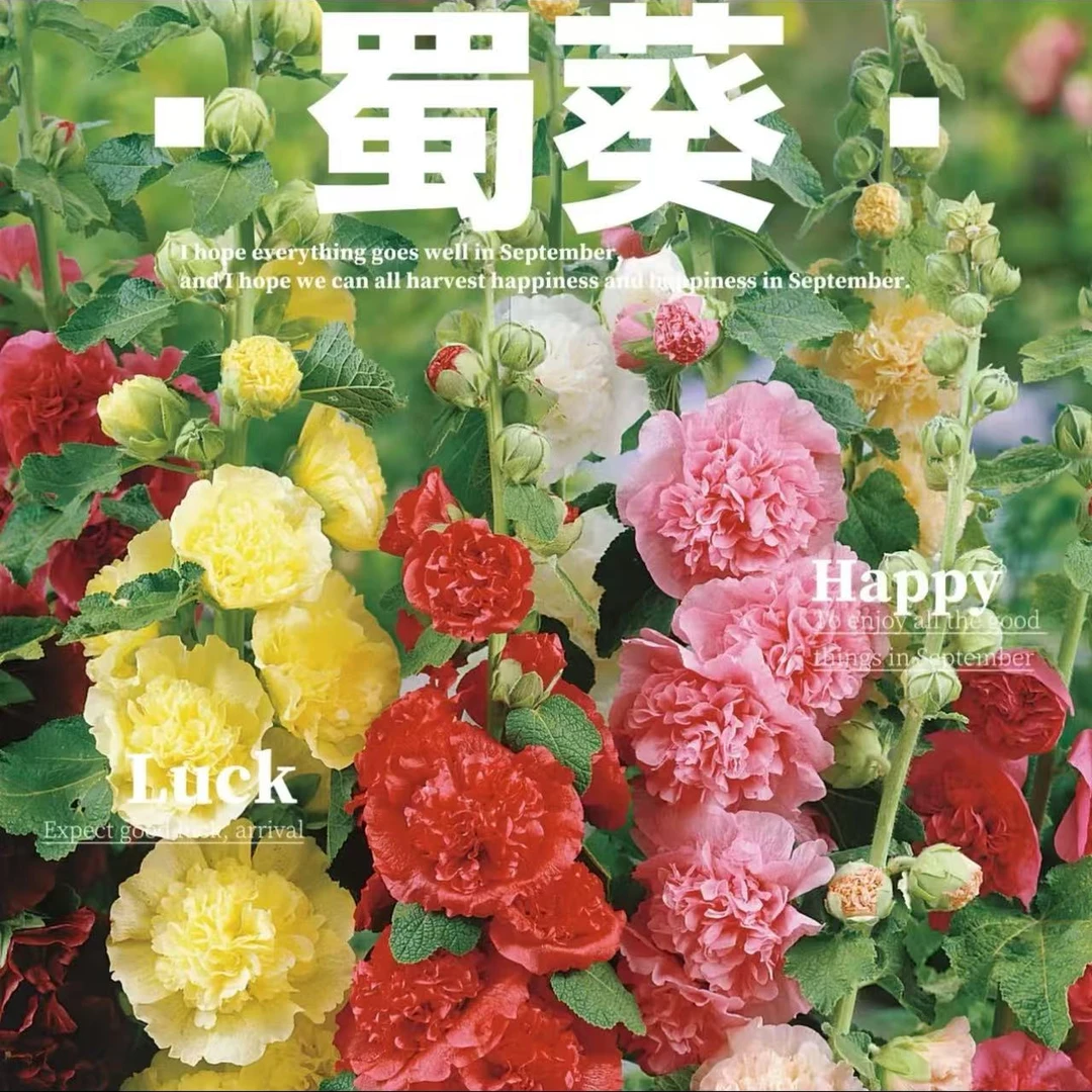 【蜀葵】120盆口直径花园植物地栽多年生