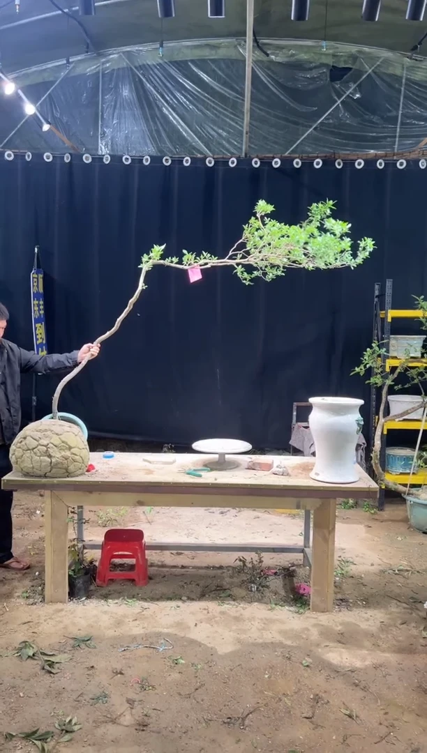 当前无花朵，栽培后可花朵嘉*  海岛栀子花