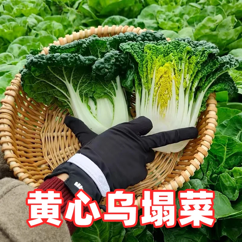 黄心乌塌菜种子20克 9月1号-10月1号种植