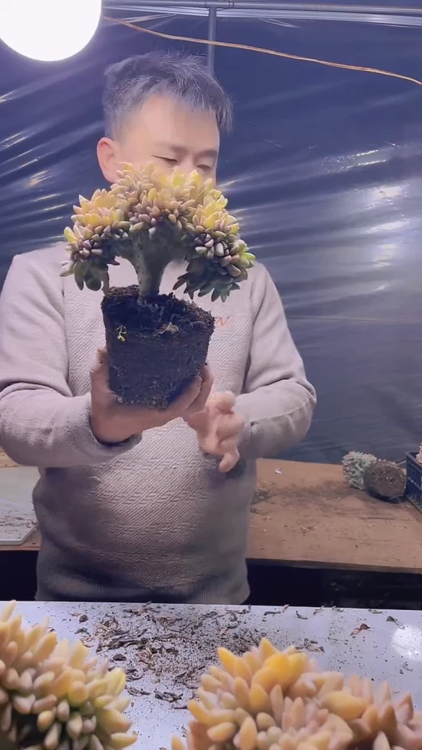 【闪购商品】缀化350