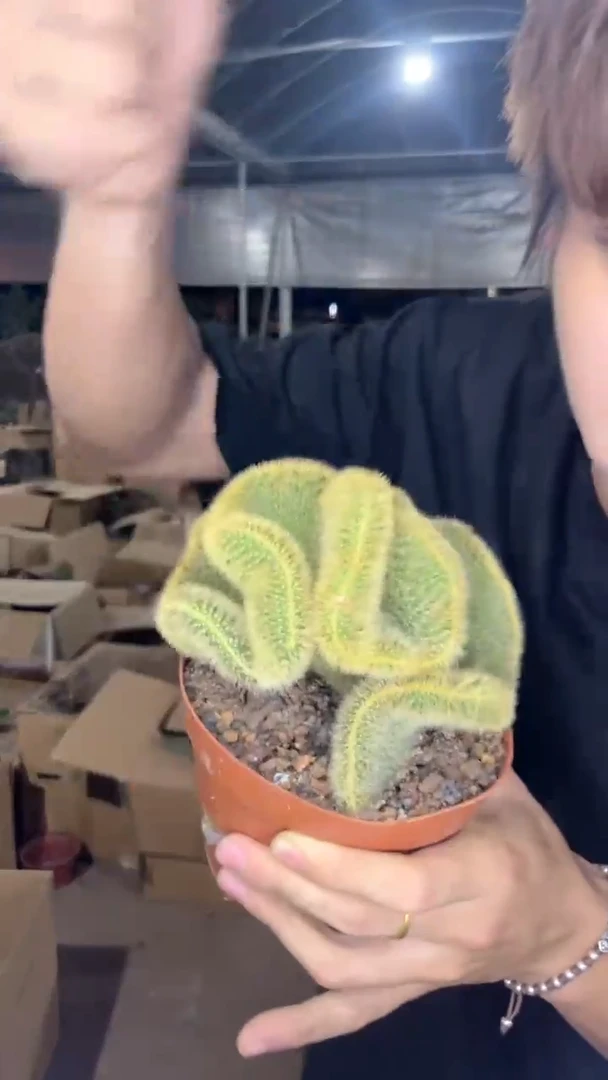 黄金条 缀化【带根】