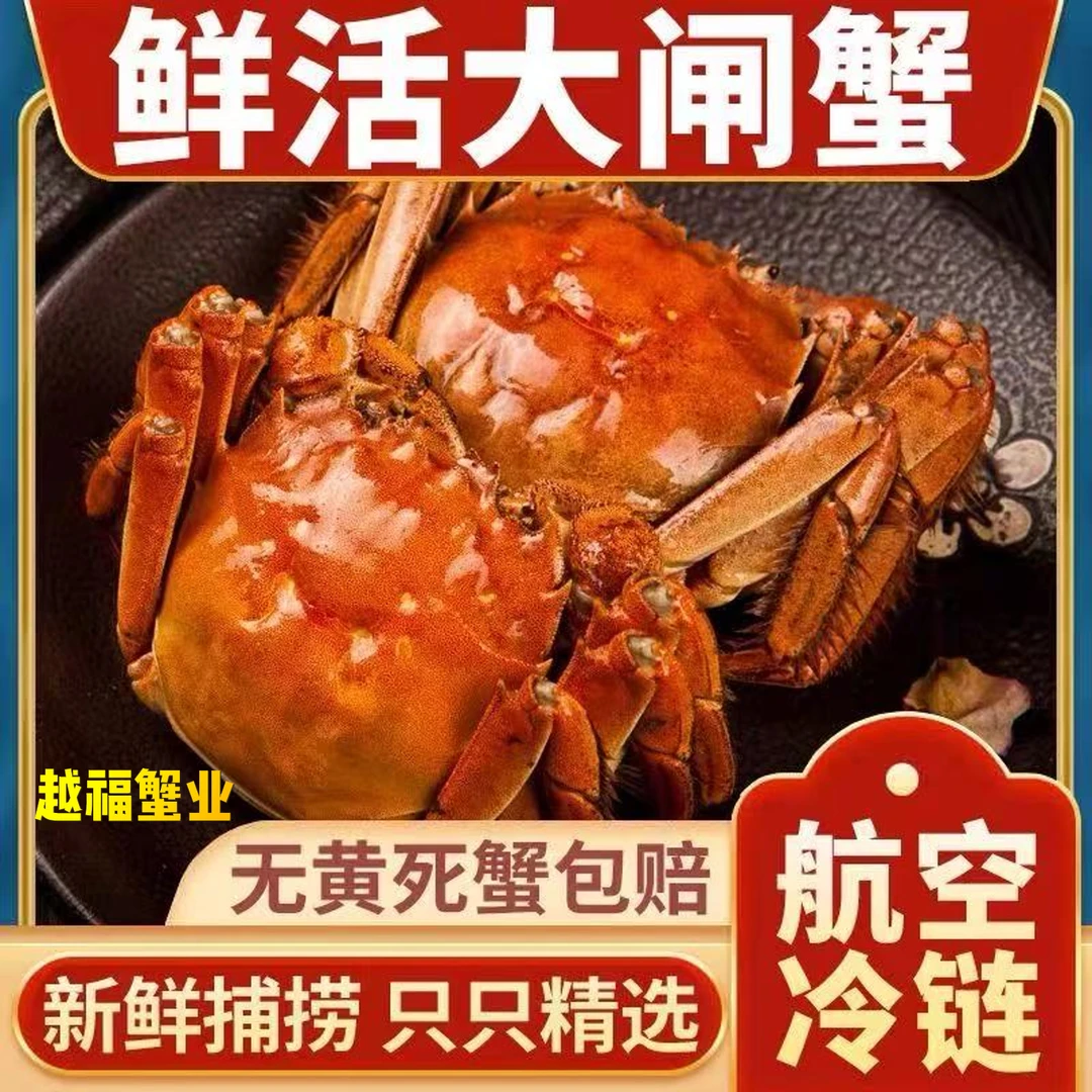 【活蟹】1苏州大闸蟹 5.0-4.7两公3只 4.0-3.7两母3只 送两只 共8只