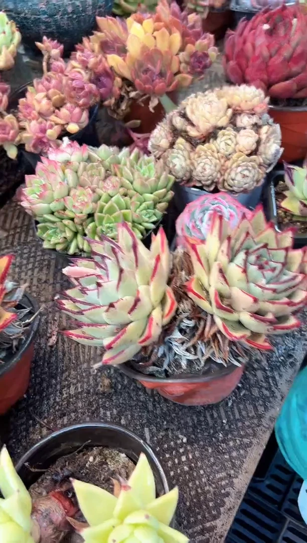 韶*多肉植物一物一拍03480