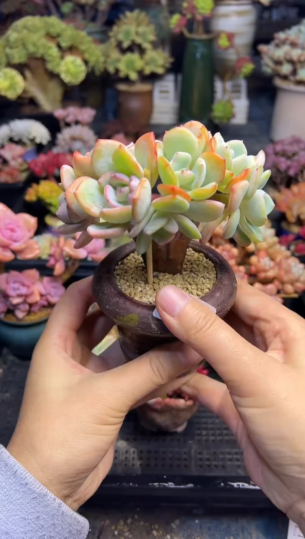 吞****吐948            不带盆补差价