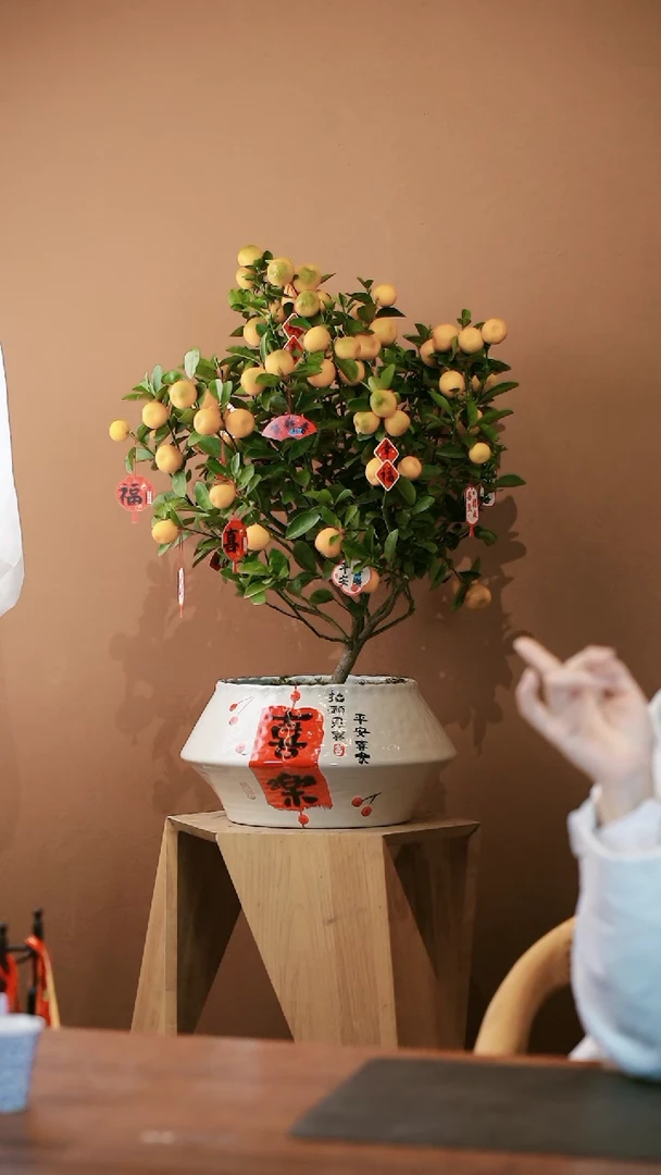 【闪购商品】盆景大金橘