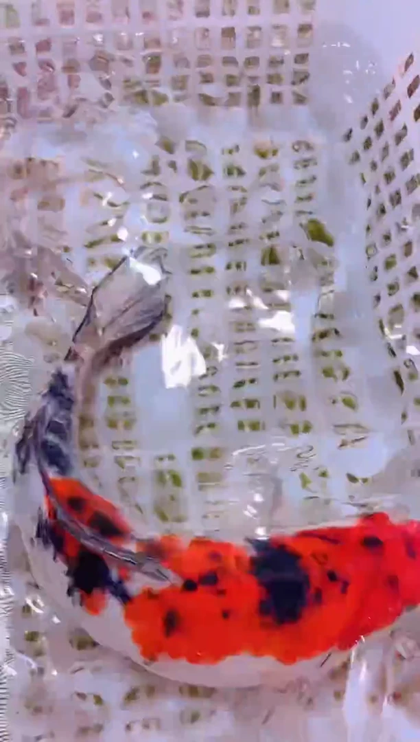 锦鲤冷水观赏鱼全场包邮30