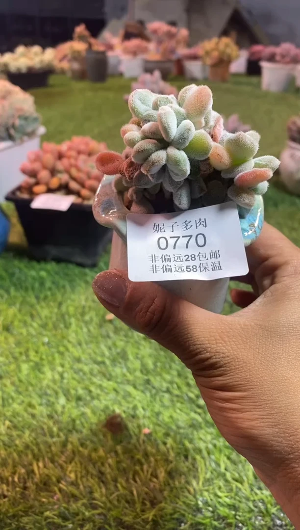 【闪购商品】0770a