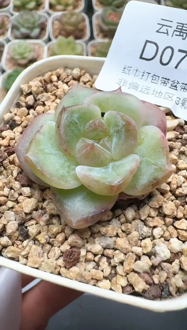 705D云禹多肉植物 带盆土纸巾打包 3颗包邮