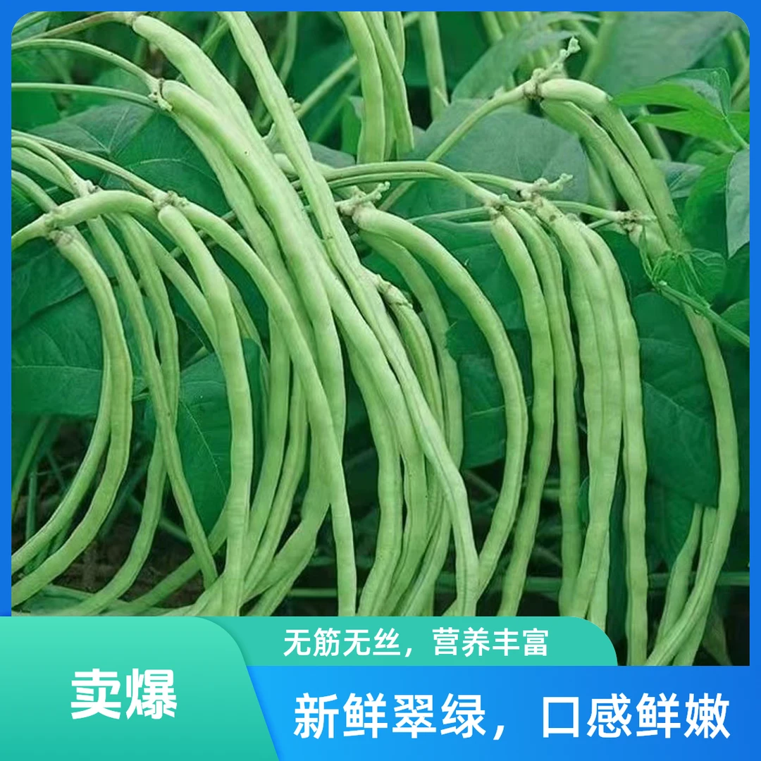 【满5元包邮】无架豆角种子