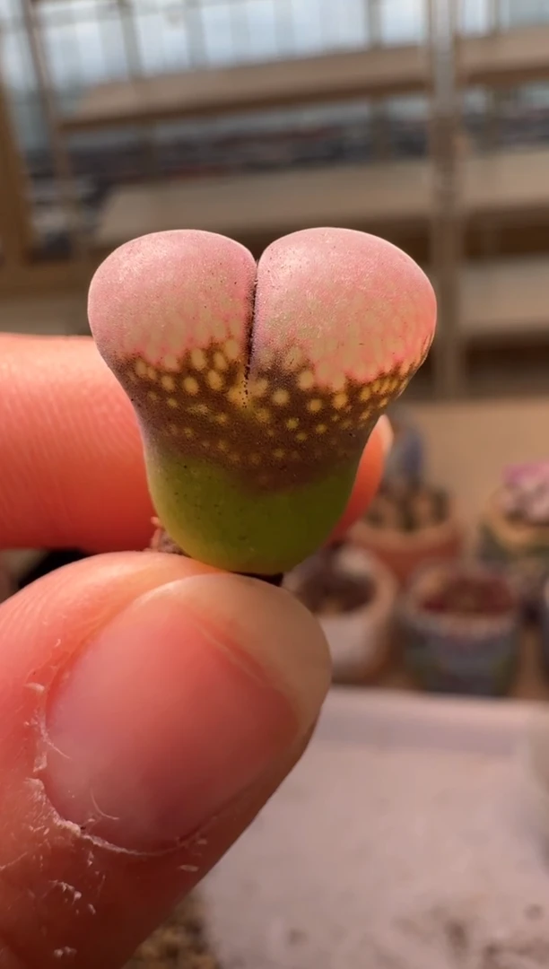 28-158多肉植物肉锥
