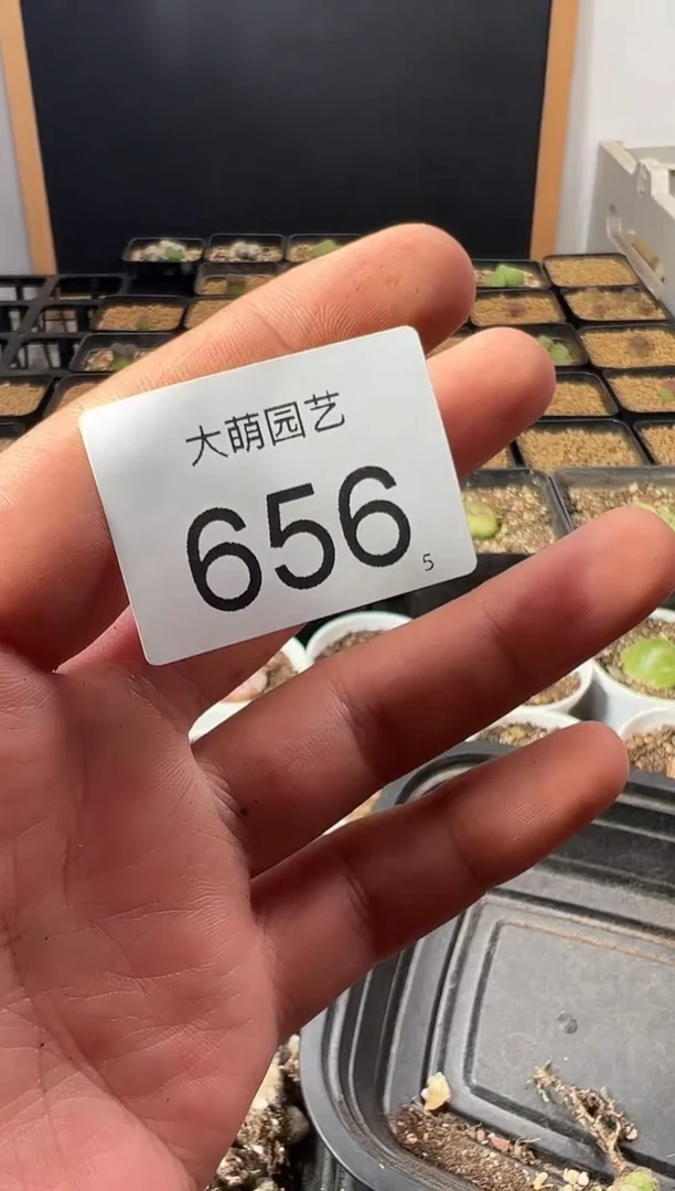 量拍3年拉登1颗   尺寸0.9上下