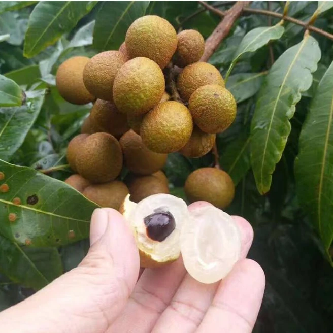本地龙眼  香甜可口