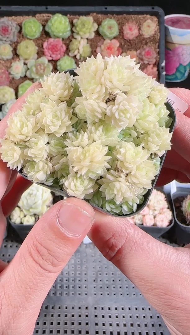 多肉1129-77群生不包整