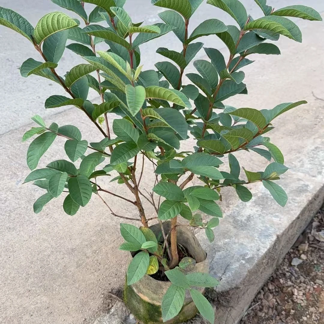 【一物一拍】花卉绿植