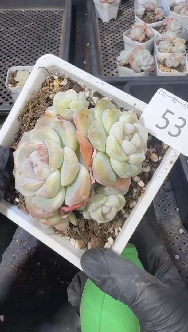 【闪购商品】53号到手1棵--江北多肉