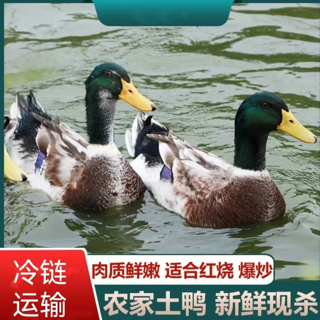 【老兵B】农家散养土鸭 3只毛重15斤 净重共9-10斤 带3副内脏 顺丰