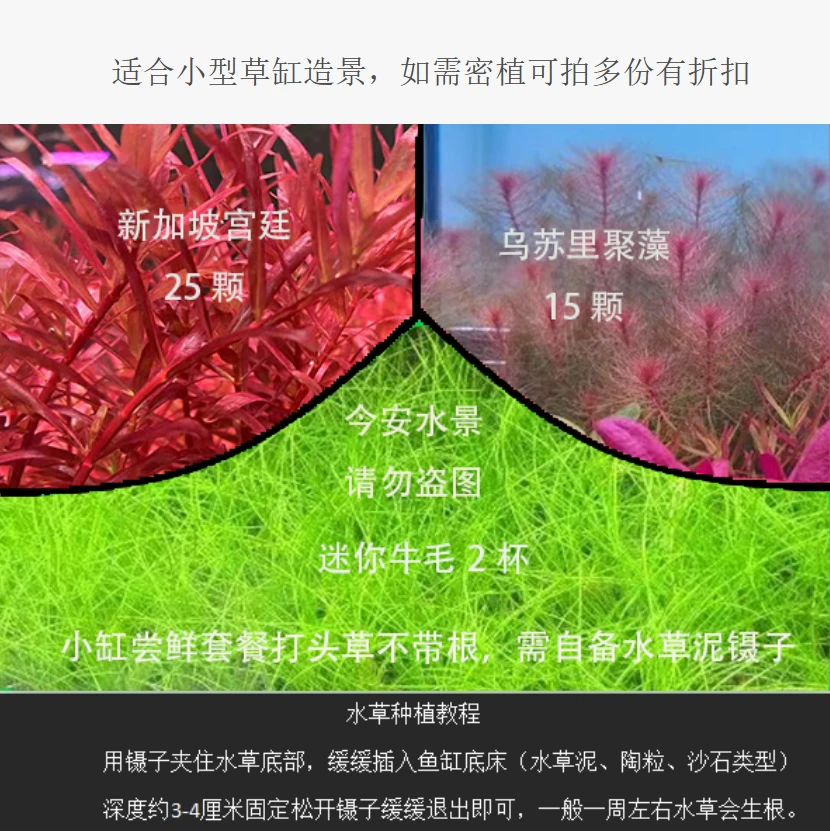 鱼缸造景水草红宫廷绿宫廷后景草生态增氧植物水草造景套餐