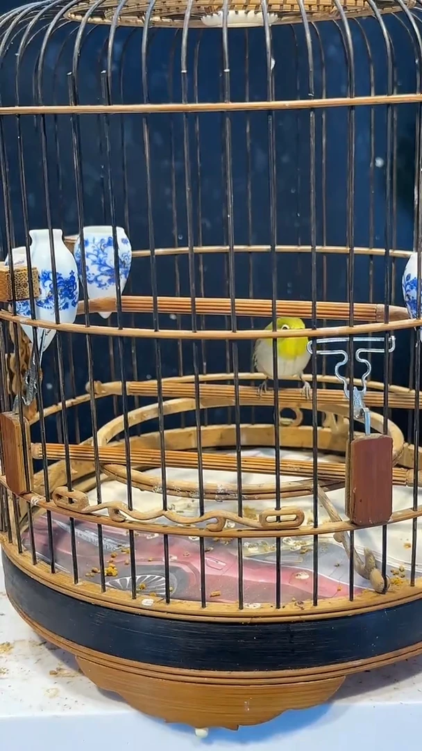 虎皮鹦鹉57号绣眼养笼0元起拍