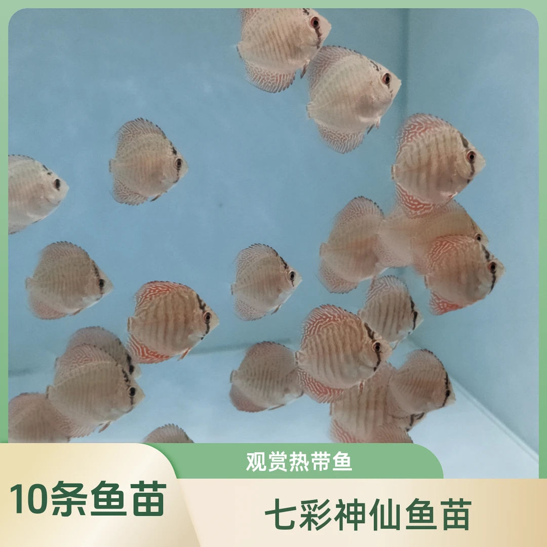 2.5厘米七彩神仙鱼苗10条鱼苗子精品热带淡水鱼观赏小鱼儿