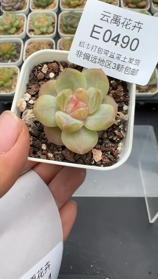 490E云禹多肉植物 带盆土纸巾打包 3颗包邮