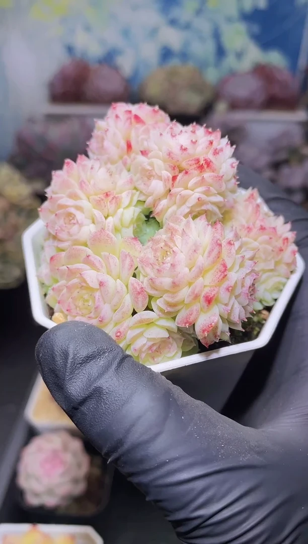 【闪购商品】148编号麦秆