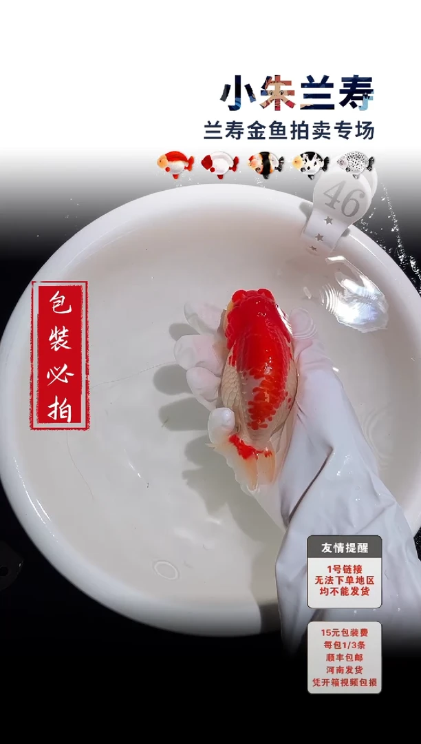 金鱼包装必拍未拍顺丰到付46号