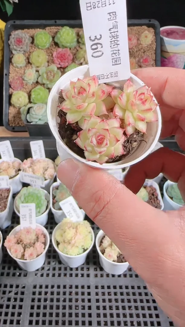 多肉1128-360群生不包整