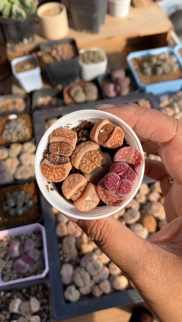 【闪购商品】7776直播一物一拍