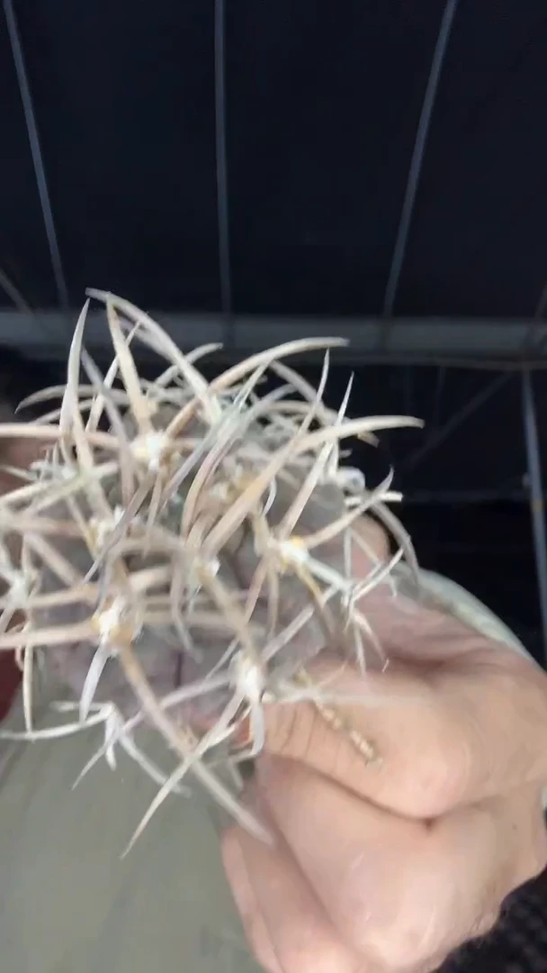 1-6号实生守金魔天龙49.99