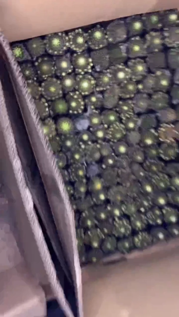 10颗 实生根 丽花【微徒】