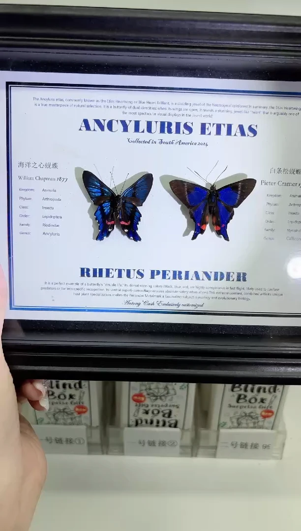 海洋之心相框标本组合