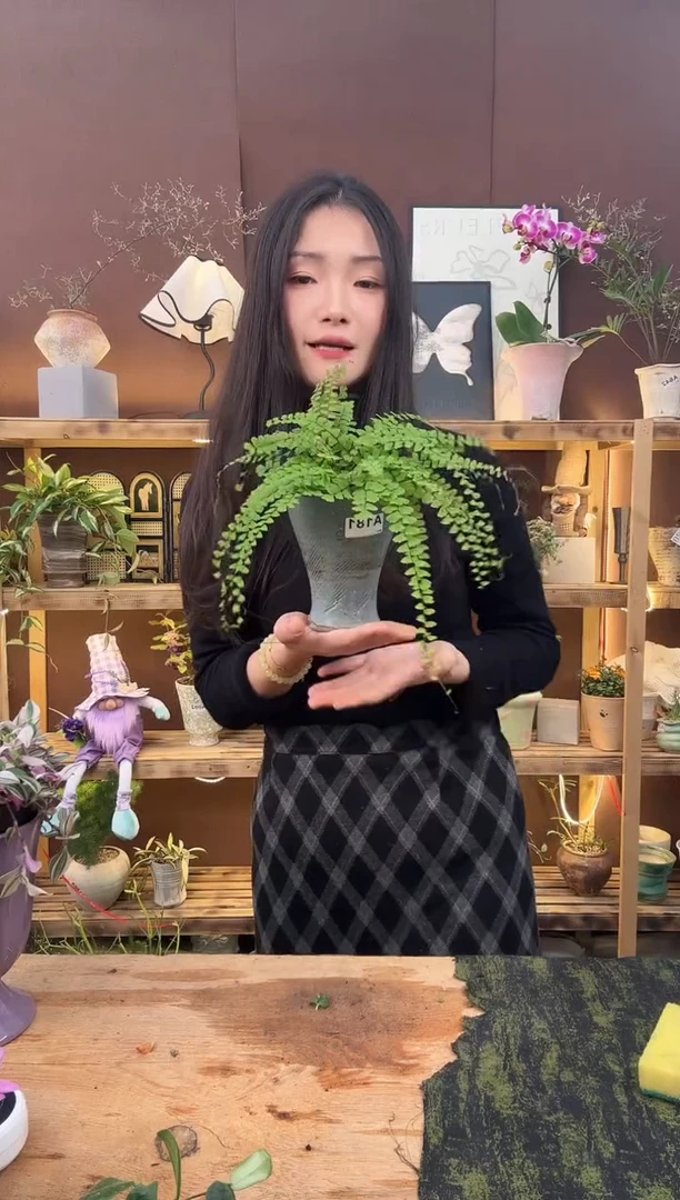 无花朵181曼舞铁线蕨加盆一套