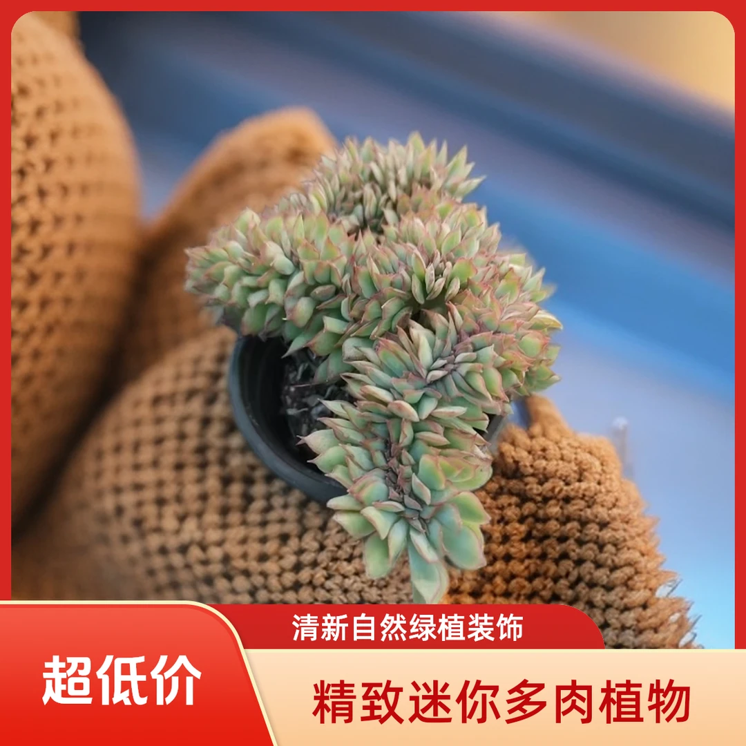 月光女神缀化多肉植物盆栽品种好养适合办公室阳台