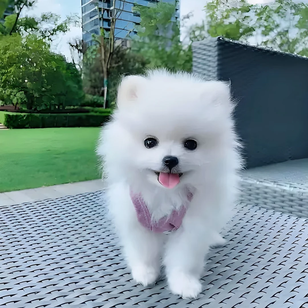 纯种比熊幼犬飞耳小型犬小体宠物活体活泼可爱适合家养陪伴