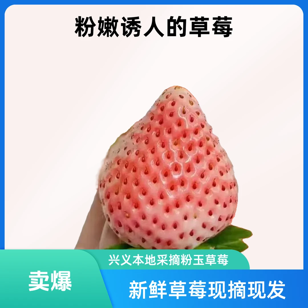 贵州兴义【粉玉草莓】兴义本地现摘新鲜带框2斤装