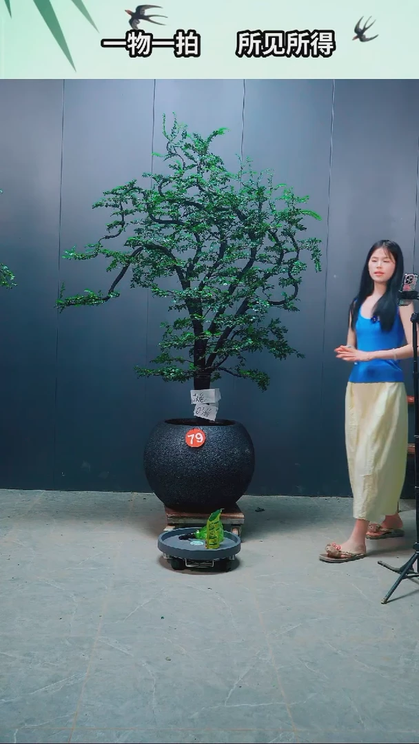 有机玻璃海**空广东小叶紫檀79号