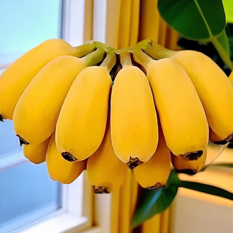 湛江新发地地道苹果蕉应季苹果粉蕉甜润鲜美水果香蕉鲜嫩清甜