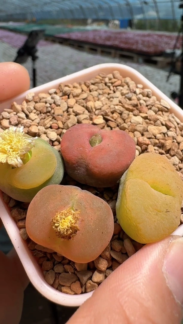 24多肉植物肉锥粉贝平蟠一颗