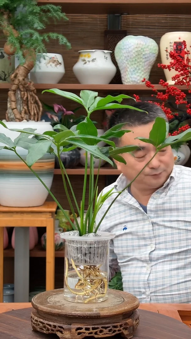 无花朵佑*凯水之韵水培五子登科不带瓶