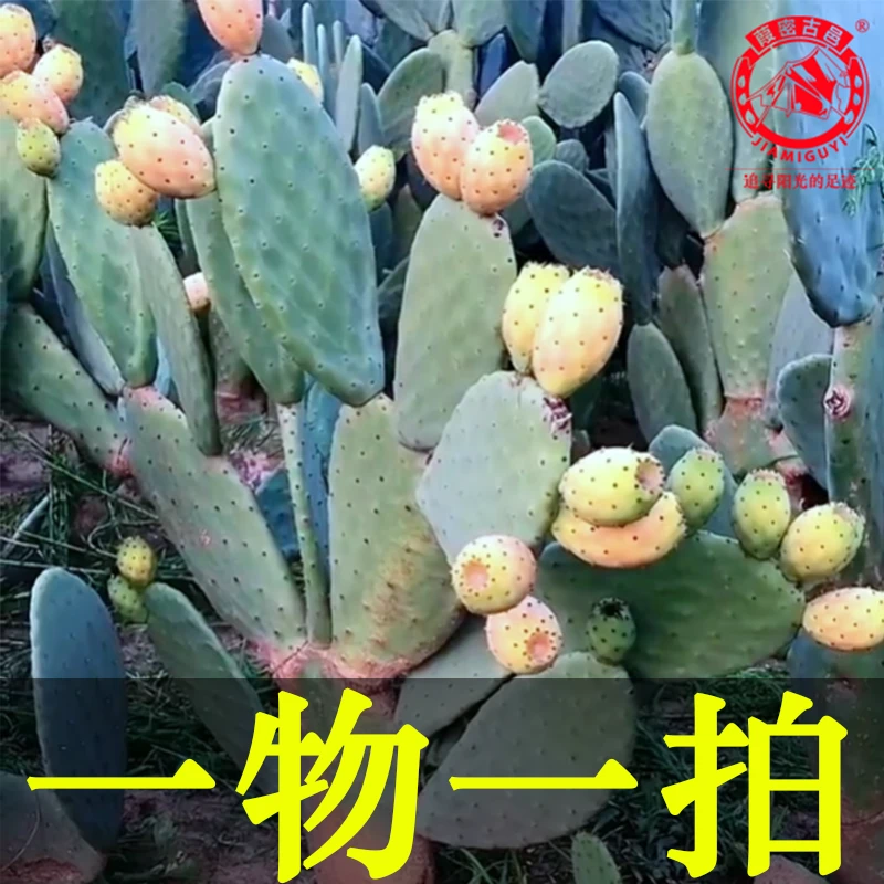 葭密古邑【一物一拍】食用仙人掌 大型园林景观种植盆栽绿植花卉