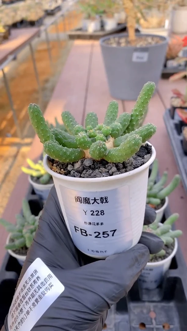 【闪购商品】阎魔大戟FB-257