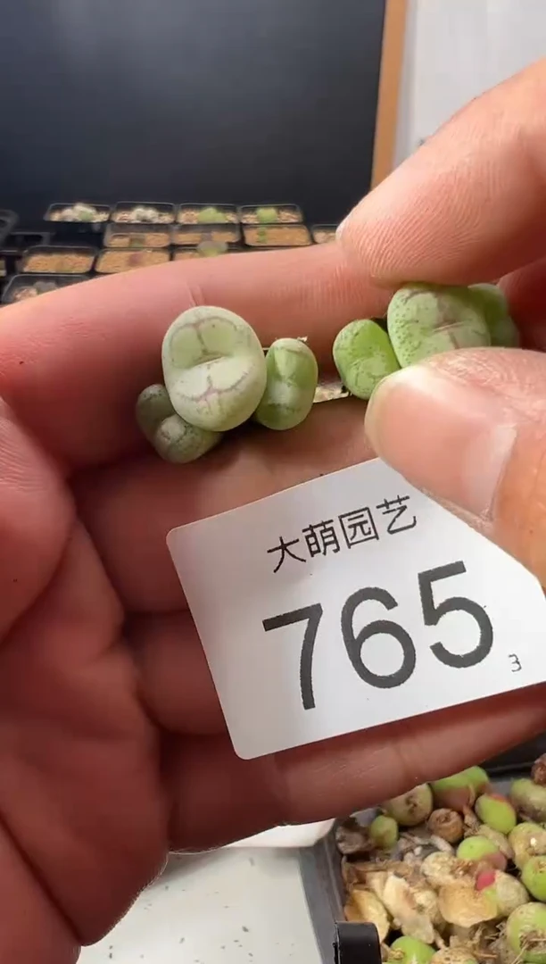 一物一拍                765