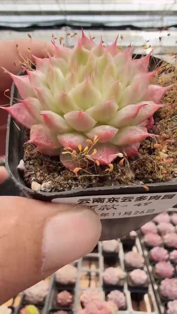 东云多肉园新款-49