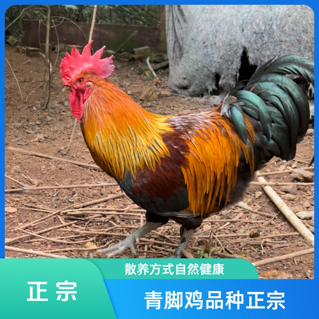 （拉新福利）青脚跑山鸡土公鸡有脚蹬鸡肉仁寿同城配送大公鸡
