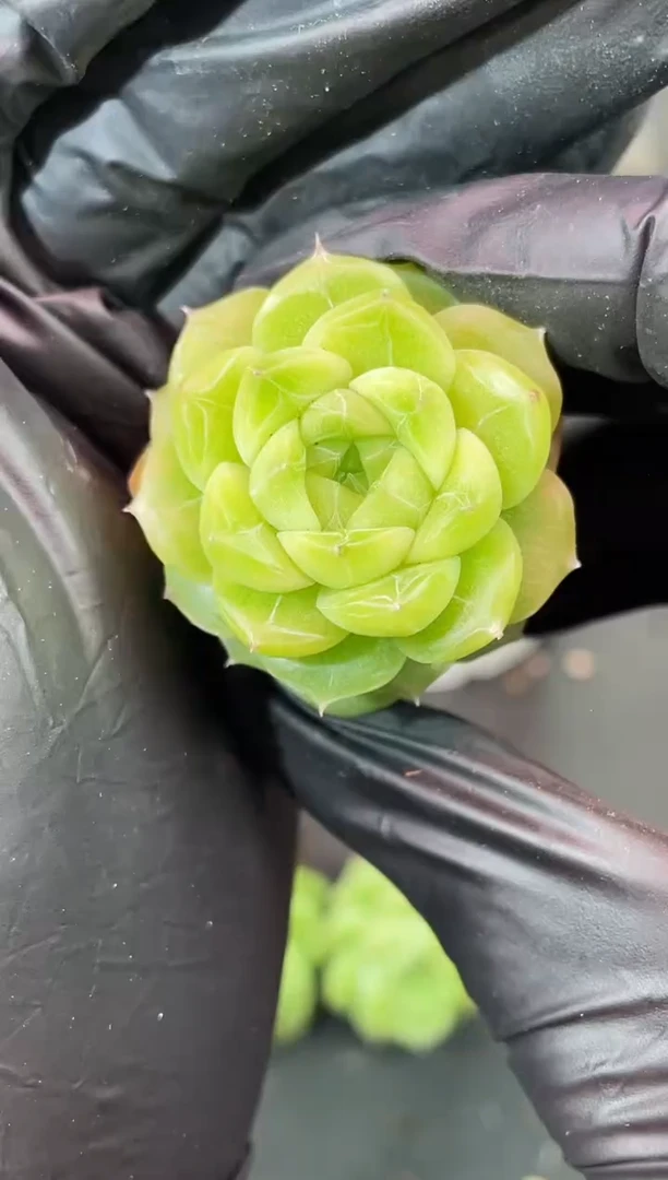 闪购2382 翡皇系多肉一颗